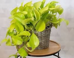 Сциндапсус,  епіпремнум (різні види)