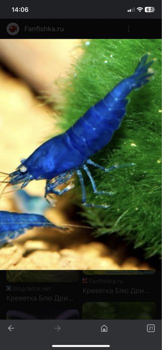 Блю дрим неокапдины