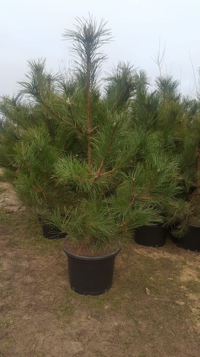 Bonsai ogrodowe. Szkółka Krupocin.