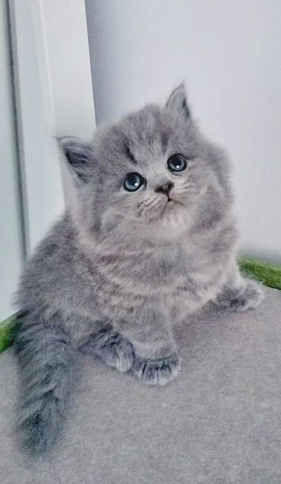 Fêmea British Longhair