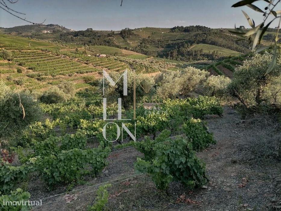 Encantadora Quinta com cerca de 3 Hectares de Tradição e Beleza Natura