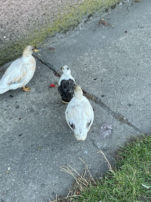 Call duck 3 sztuki para