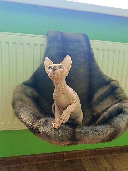 Канадський сфінкс хлопчик