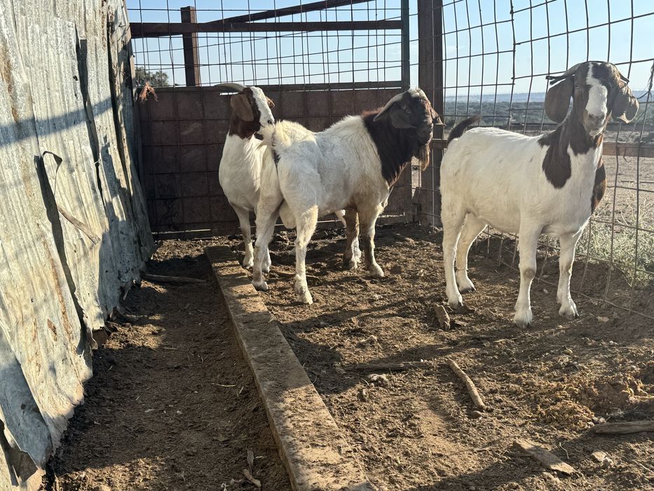 Cabras boer 2 anos