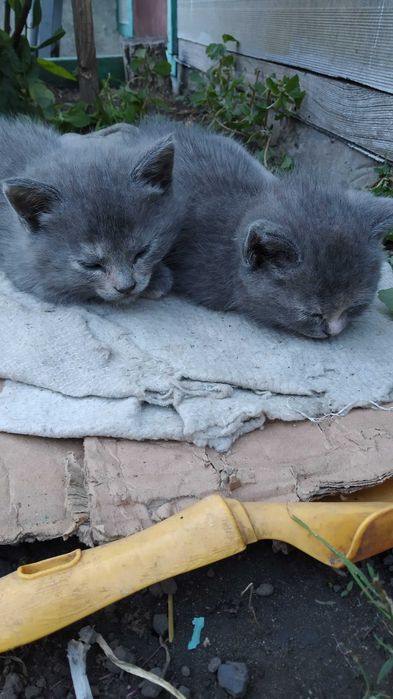 Кошенята аристократи шукають господарів