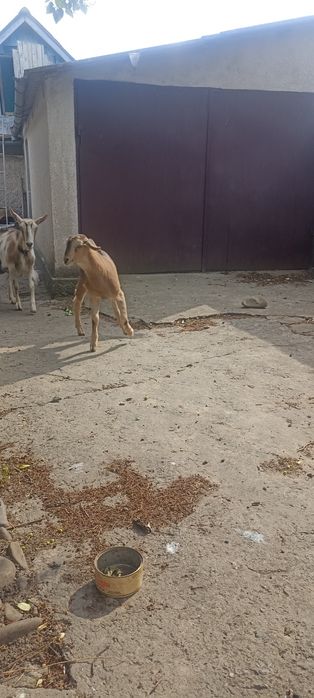 Молода коза.два місяці. 0987505194