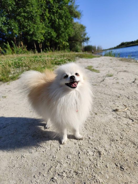 В'язка померанський шпіц