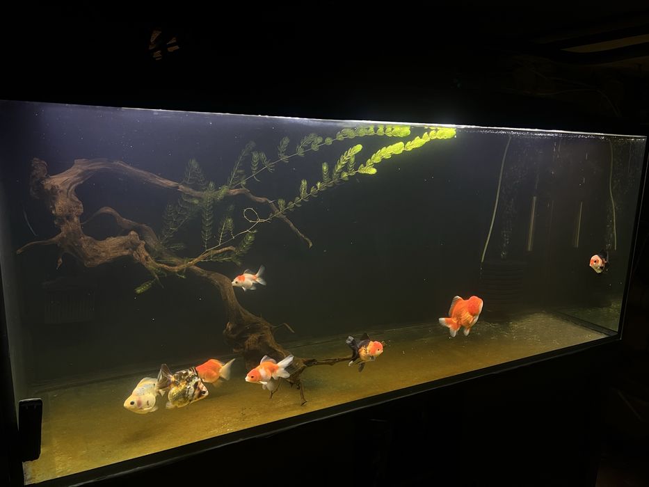 Akwarium 450l  150x50x60