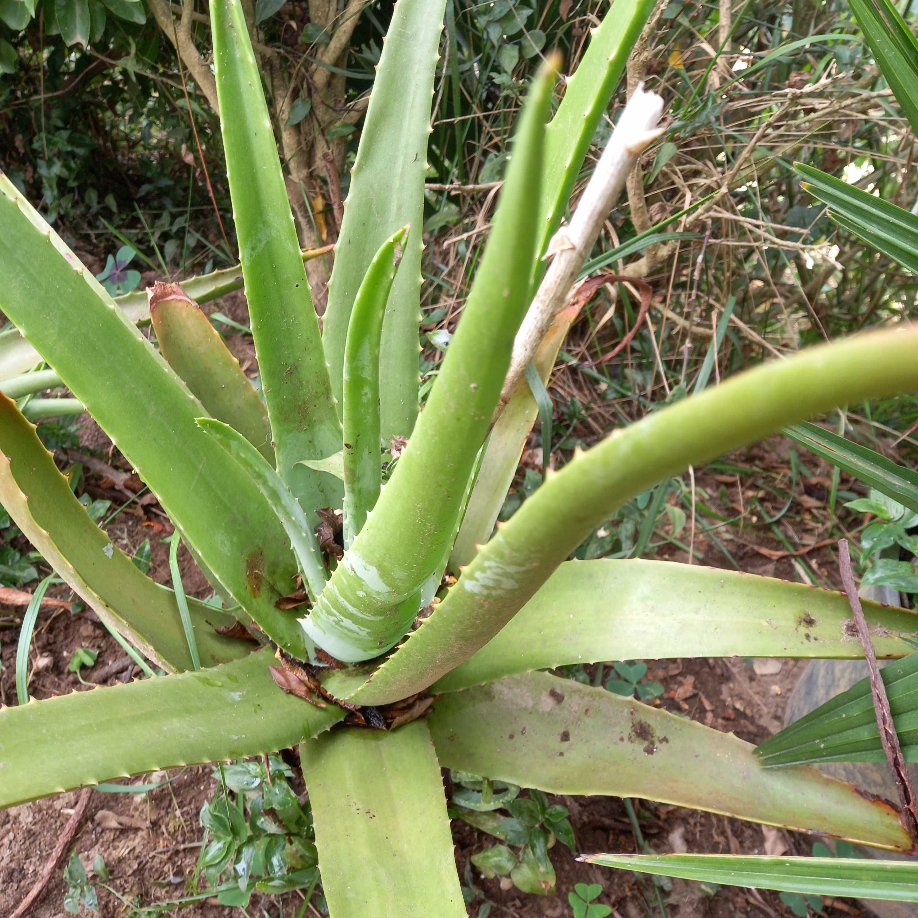 Planta Aloe Vera Flor amarela/Bio S. João Da Madeira • OLX Portugal