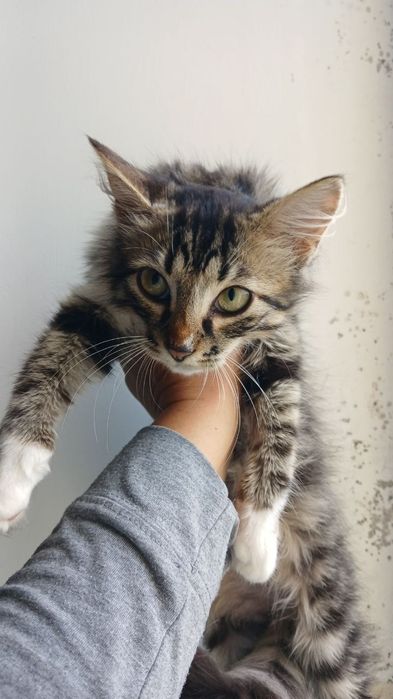 котята ищут дом. котенок в поисках семьи