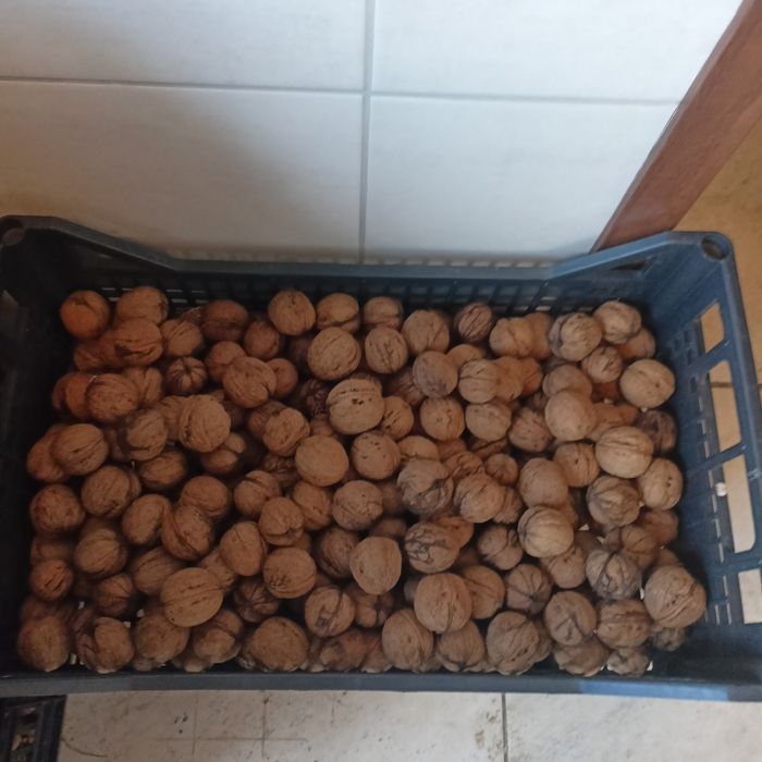 Orzechy włoskie tegoroczne