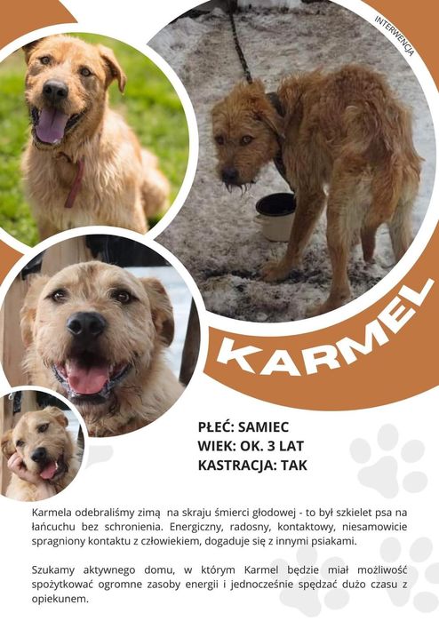 Karmel , piękny olbrzym do pokochania