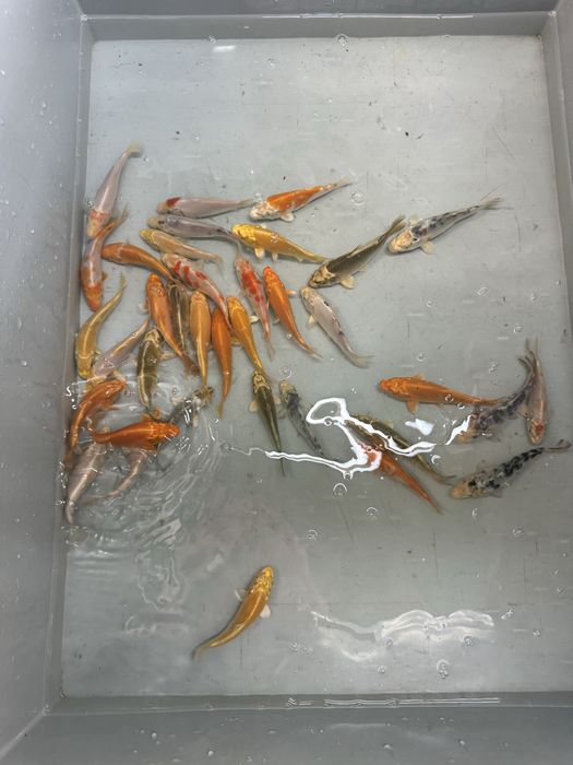 Karp koi karpie koi ryby do oczka wodnego stawu