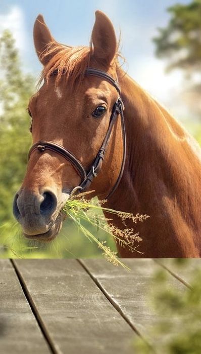 Obornik koński pakowany