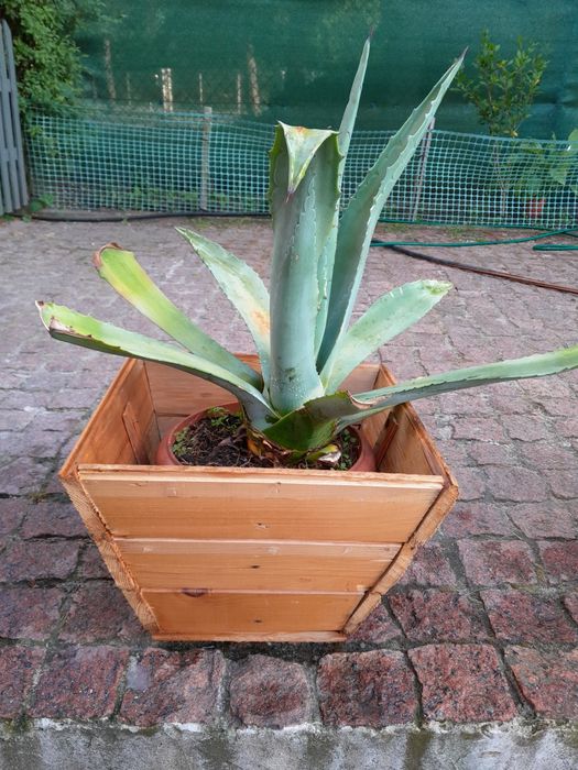 agawy  różnej wielkości zamienię bądź sprzedam