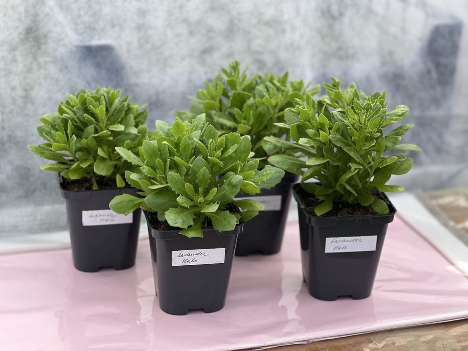 Остеоспермум (африканська ромашка) серії Dalina Compact