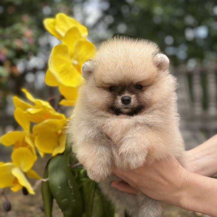 ляльковий Ведмедик шоу классу