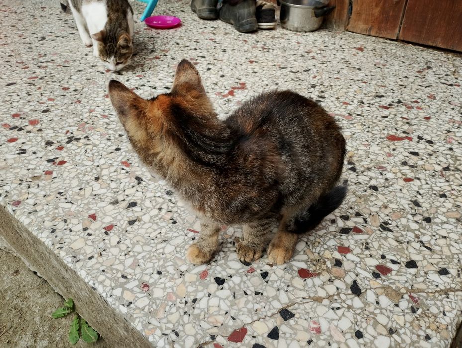 Kotek szuka domu