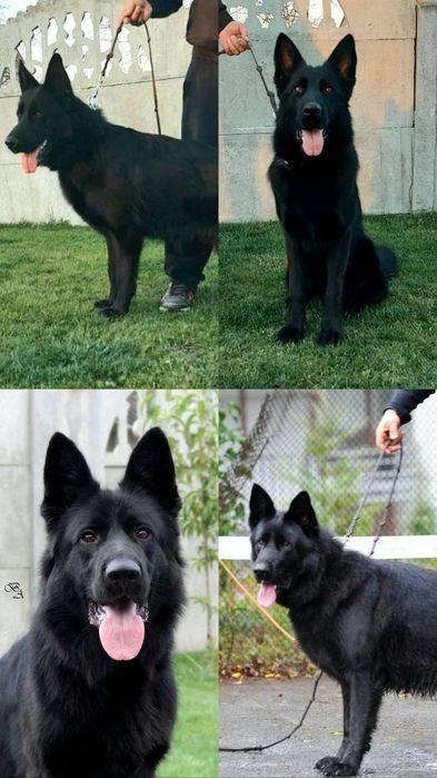 Німецька вівчарка