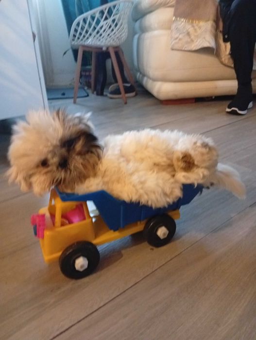 Chitzu cão super meigo
