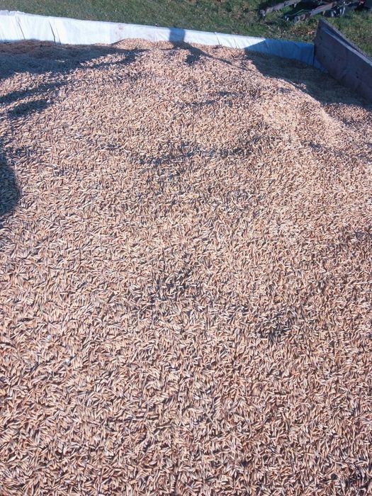 Sprzedam owies odmiana bingo.