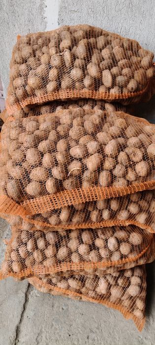 Ziemniaki w kalibrze 3,5-5,5 wielkości sadzeniaka