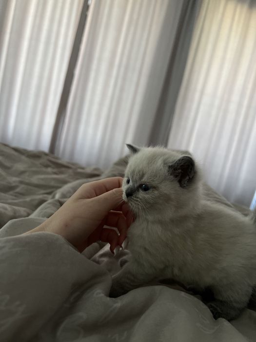 Британські котята