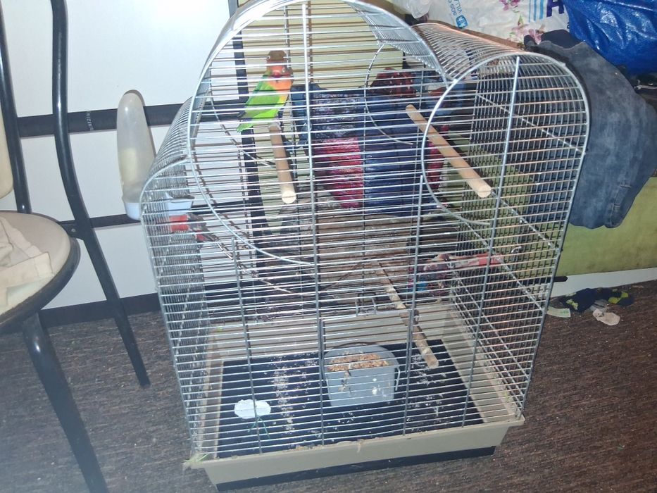 Papużki nie rozłonczki wraz z klatkom i pokarmem