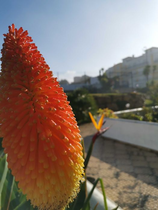 Jardineiro Sintra/Mafra/Ericeira