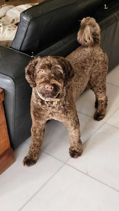 Cachorra cão de água