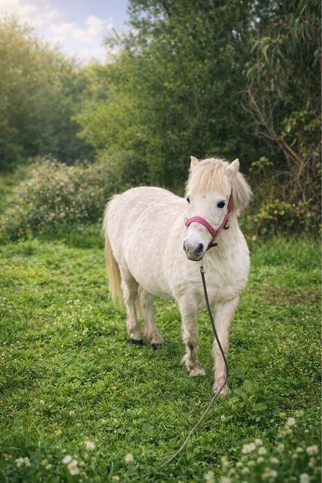 Vendo ponei cruzada arabe , cheia de um ponei pintas, 8 anos