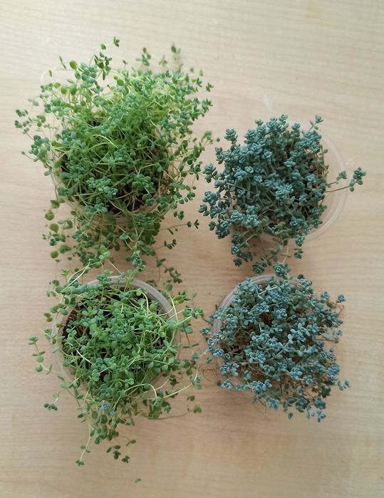 Сукуленти, рослини для сонячних вікон