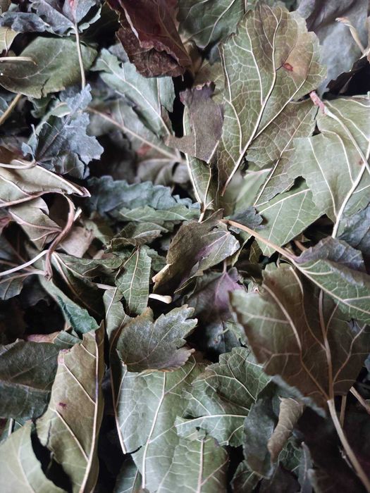 Пропоную на продаж листя шовковиці