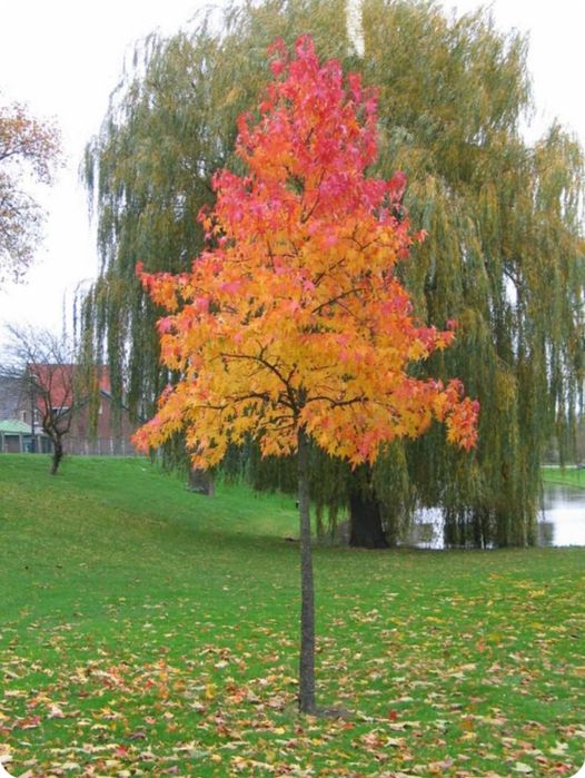 Liquidambar 3/4m
