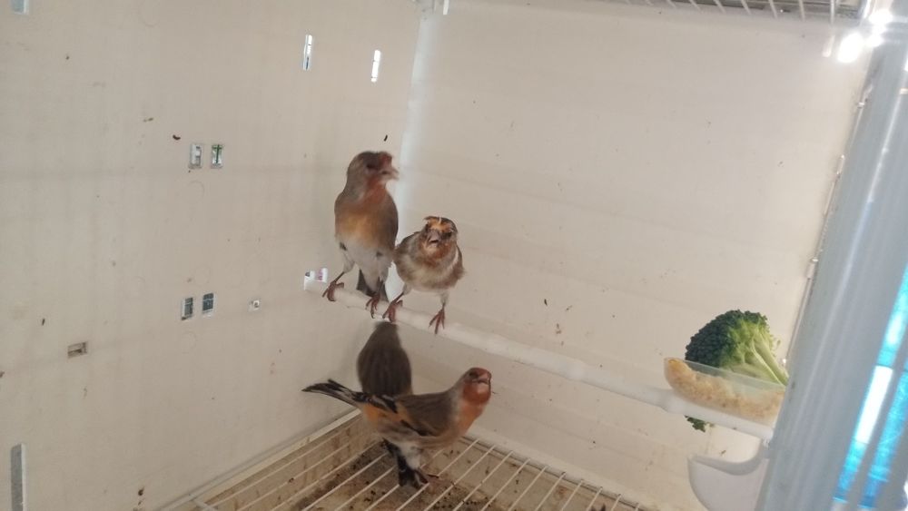 Bastard Bastardy na pełnym spiewie 2025r Wysylam