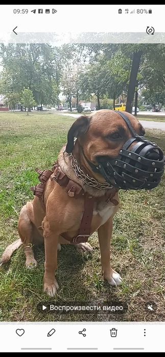 Грузовая шлея для собак.