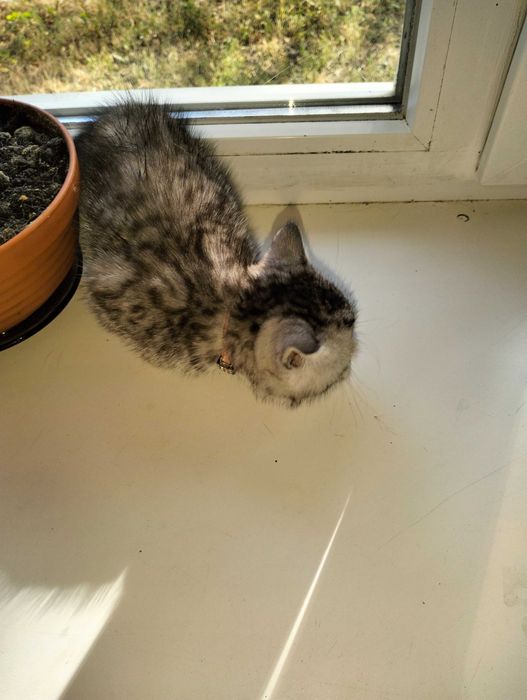 Продам котика мальчік