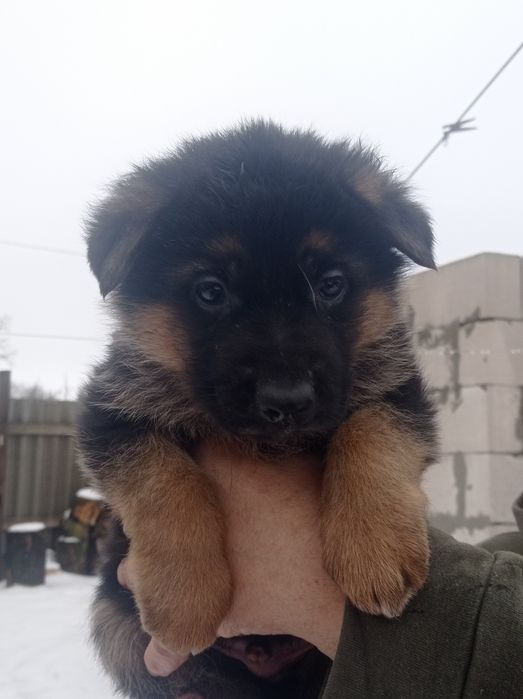 Собака німецької вівчарки