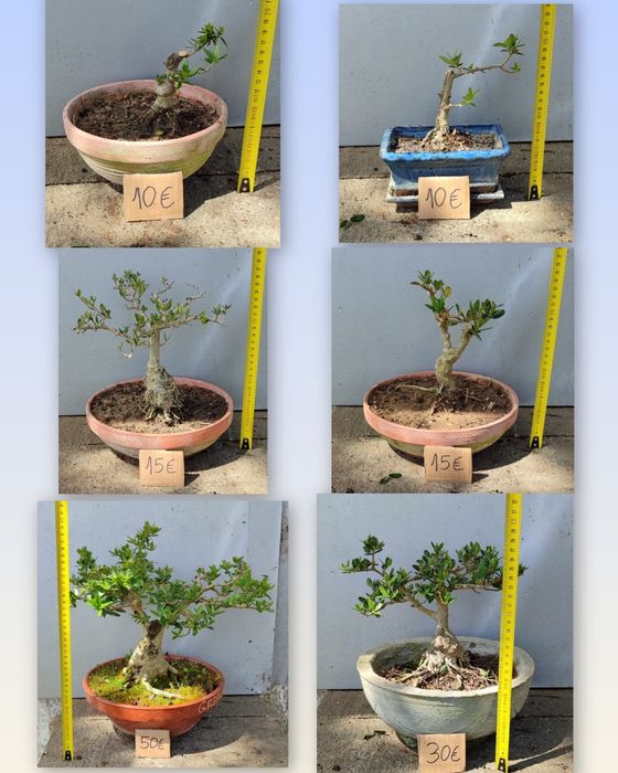 PROMOÇÃO Pré Bonsai ou árvores em vaso