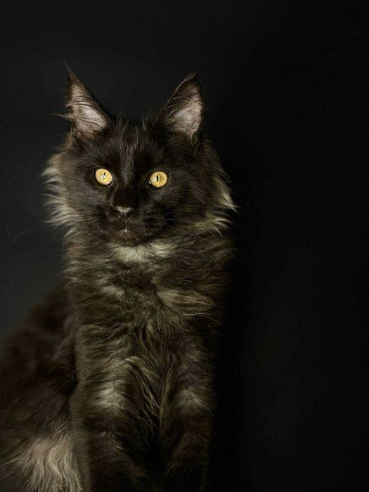 Кошеня мейн-кун чорний хлопчик з документами WCF