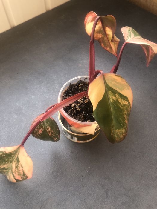 Філодендрон Ред Емеральд