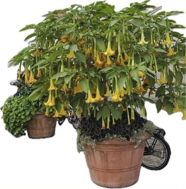 Datura - Brugmansja zółta sadzonki - zostalo 8 sadzonek