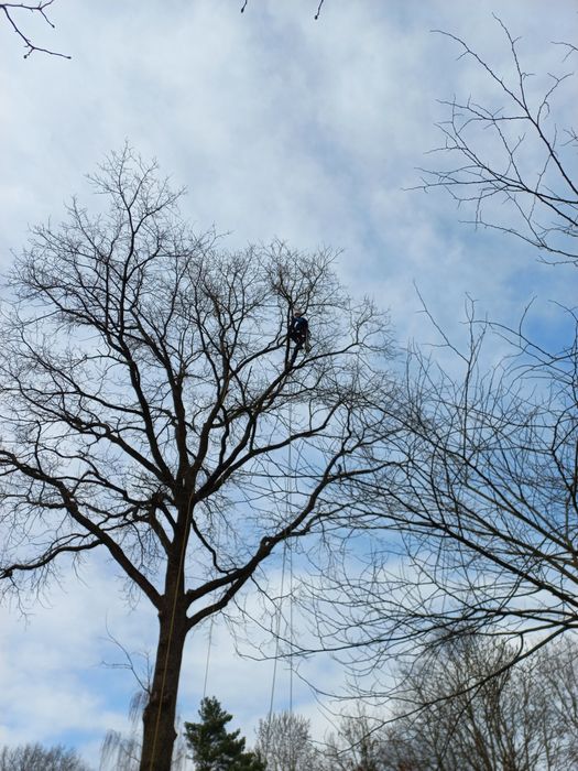 》》》Wycinka i Pielęgnacja Drzew《《《