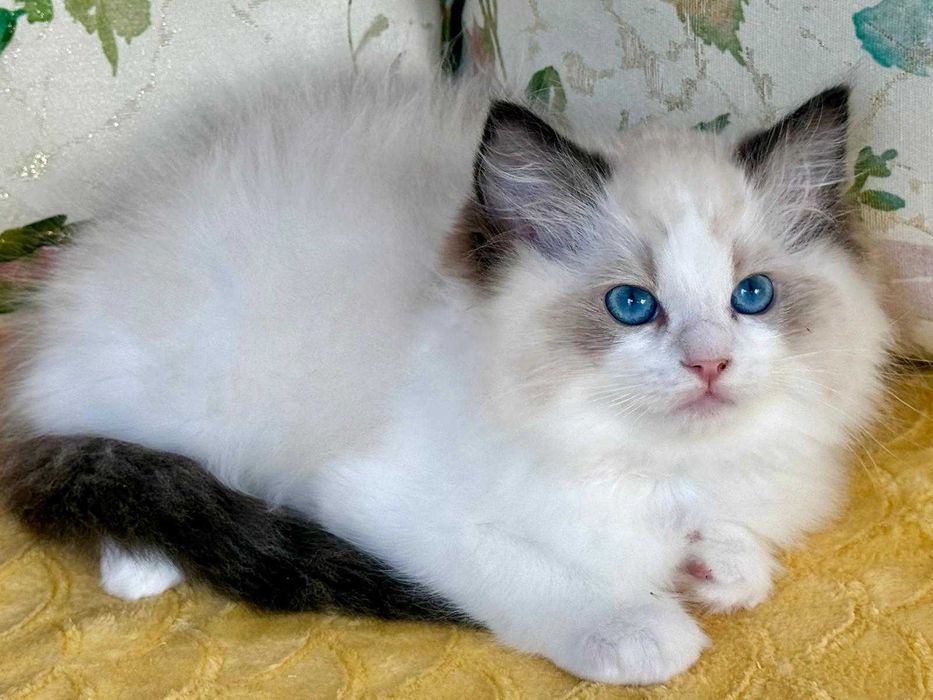 Codowny kocurek do rezerwacji -