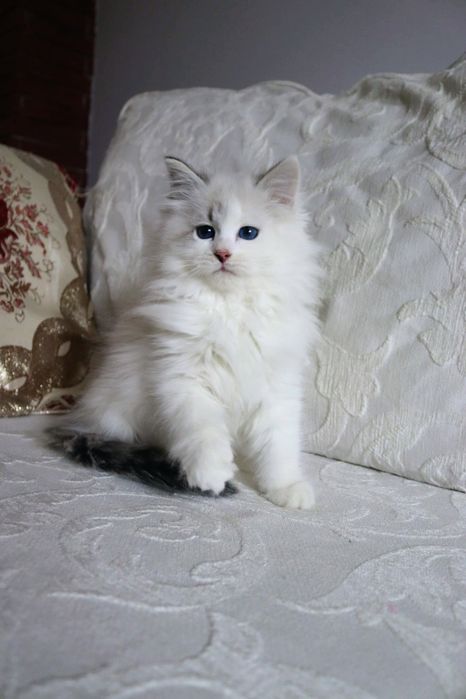 Piękny Kocurek Neva Masquerade po International Champion