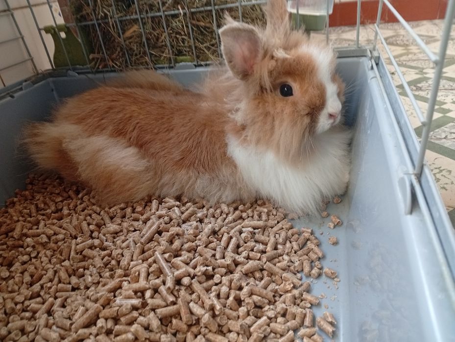Coelhos anões pf leia a discrição