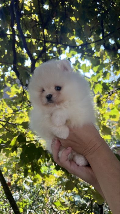 Хлопчик мішка