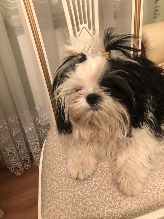 Ши-тцу хлопчик шукає принцесу вязка