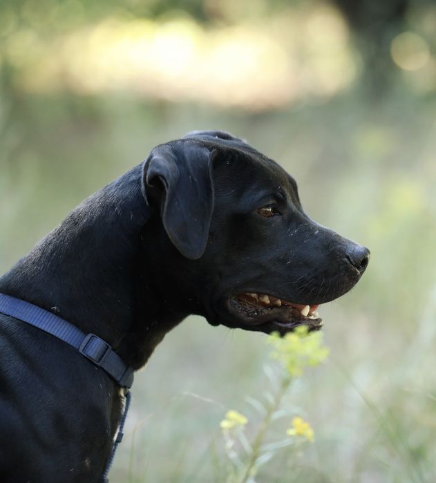Американський пітбультер'єр.Пітбуль. Pitbull
