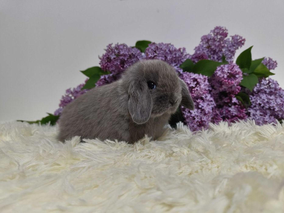 Piękne króliczki Mini Lop.